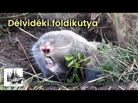 Délvidéki földikutya