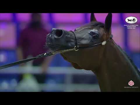 N 84 NAQWAH AL ZOBAIR   Sharjah International Arabian Horse Festival 2022   Fillies 3 Years Old Clas