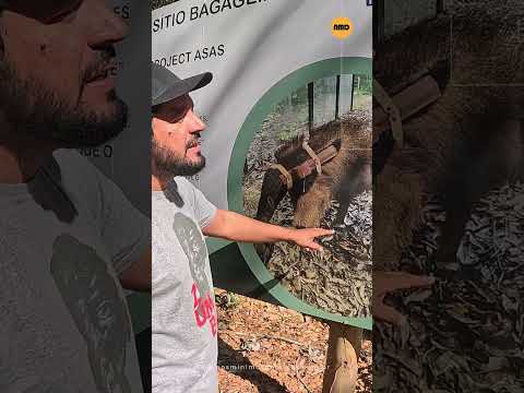 O Sítio Bagagem é um espaço de produção agroecológica e uma Área de Soltura de Animais Silvestres