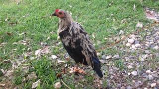 Grey and Black Juvenile Fighting Cock | Consolacion, Cebu, Philippines