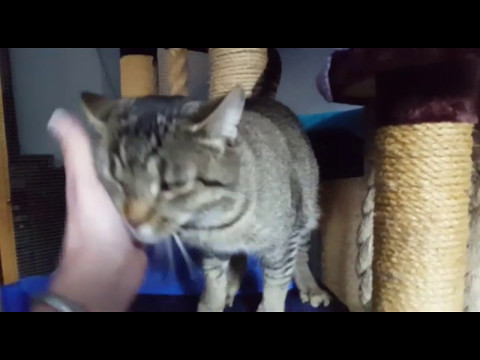 *VERMITTELT* Lilli & Luna (Zuhause gesucht/Vermittlung) - Katzenzuflucht Flinsbach e.V.