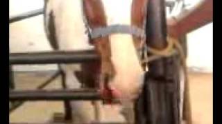 preview picture of video 'sondear aun caballo 3'