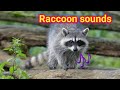 raccoon sounds to make them come to you | raccoon sounds | baby raccoon sounds
