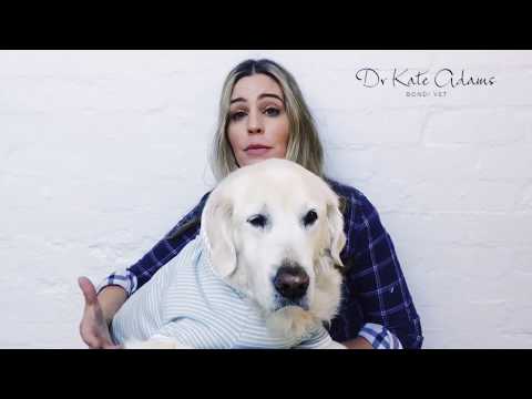 download lagu mp3 mp4 Are Ice Cubes Bad For Dogs, download lagu Are Ice Cubes Bad For Dogs gratis, unduh video klip Are Ice Cubes Bad For Dogs