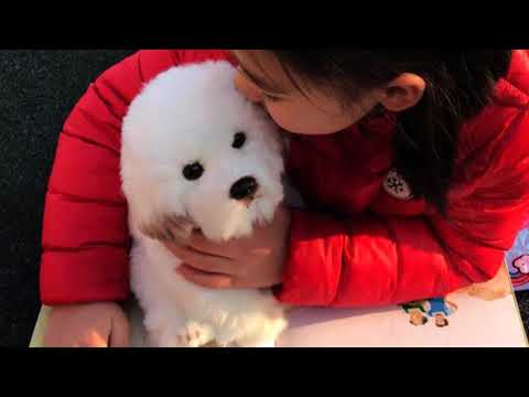 Bichon Frise Puppy Stuffed Teddy Dog Plush Toy Cute Simulation Pets Fluffy Baby Dolls