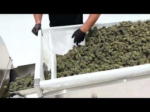 How to Automate Bud Sorting (Time Lapse)