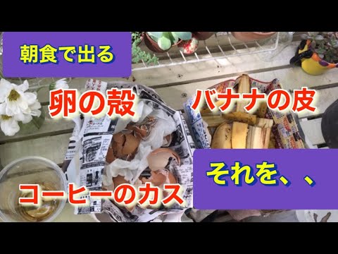 天然肥料としてバナナの皮を好む植物はどれですか?  庭園