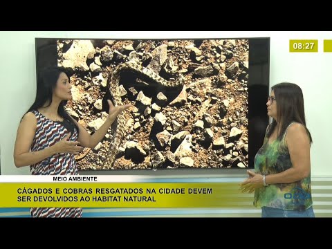Cágados e cobras resgatados na cidade devem ser devolvidos ao habitat natural 25 01 2021