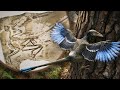 The Lost World Of Feathered Dragons First Mammals A New Prehistory