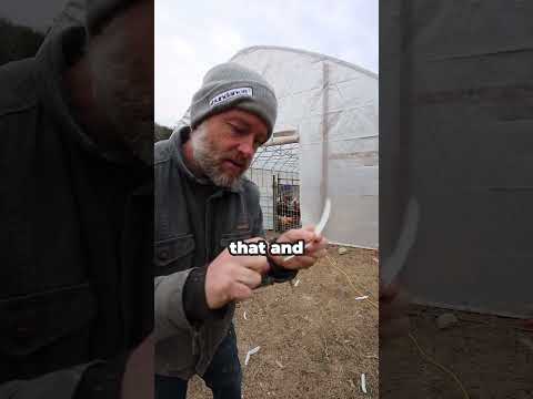 Chicken Escapes? Solutions for Your Flock!