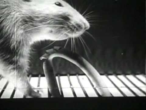 Adriano Canzian feat Anna Patrini  - The Collapse