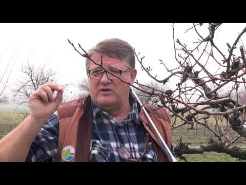 Kako orezati krušku? - Zlatno klasje #202