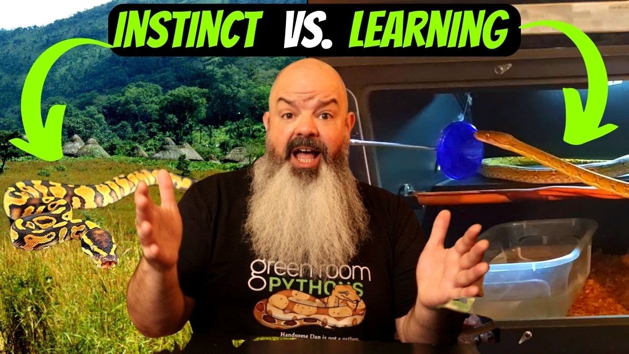 Snake Behavior: Instinct vs Learned