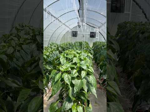 Hydroponic Peppers | Greenhouse | 14 weeks from seed