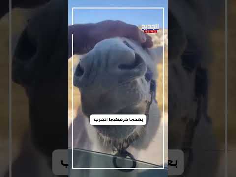 الجحش 