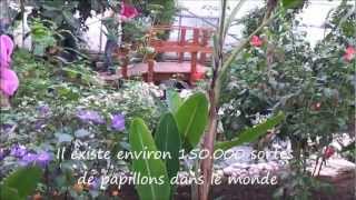 preview picture of video 'Visite du Jardin des Papillons - Full HD'