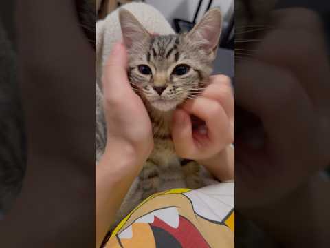 子猫の頃からママのマッサージには勝てない...!! #cat #猫