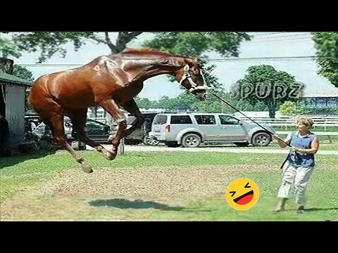 Best Funniest Horse 😹 - funny and cute Horse Videos Compilation Made your day with