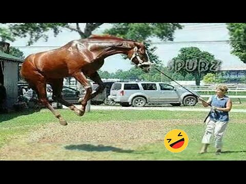 Meilleur cheval le plus drôle - compilation de vidéos drôles et mignonnes de chevaux qui ont fait votre journée avec