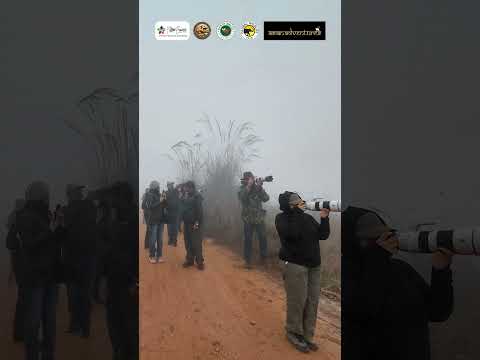 A Foggy Start, A Brilliant Sight | Dhanauri Wetlands