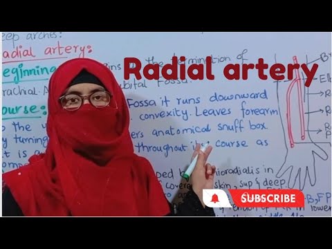 Radial artery | beginning |branches |course |relations | clinical | ayesha medical education