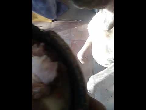 TIPS ON HOW TO FEED AND KEEP YOUR DOGS FREE FROM FLIES