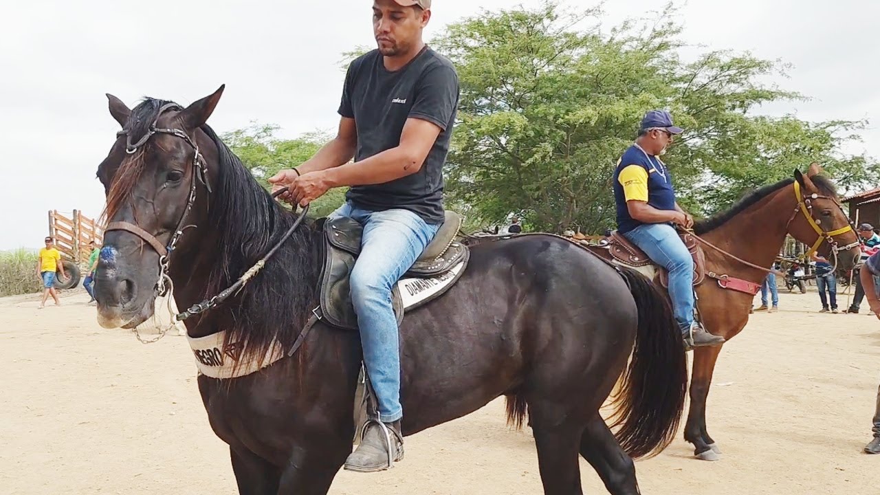 FEIRA DE CAVALOS EM ALTINHO-PE  26-10-2024 #nordeste