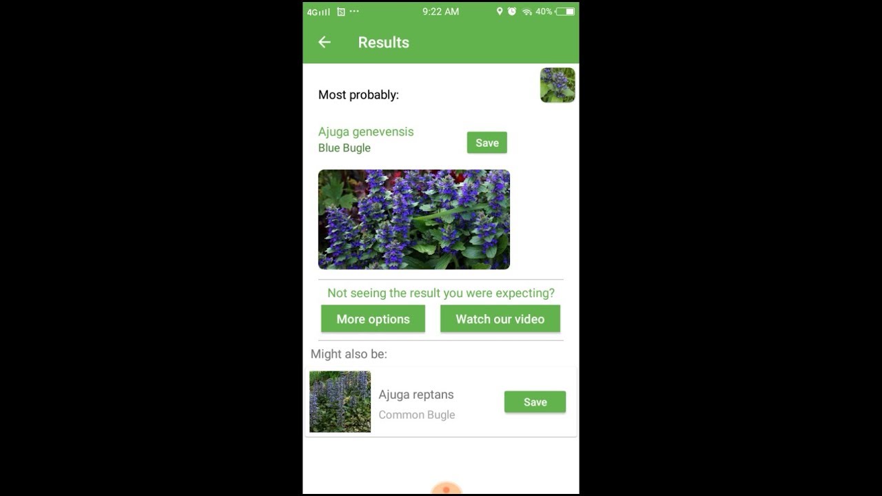 PlantSnap identifies a Blue Bugle (Ajuga genevensis) - YouTube