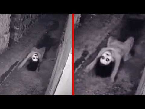 Top 10 Strange Discoveries Made in Basements