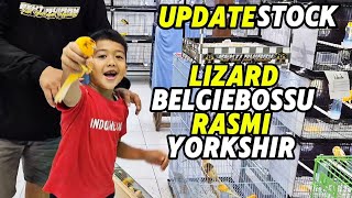Download lagu UPDATE STOCK‼️LIZARD, BELGIEBOSSU, RASMI and YORKSHIR... mp3