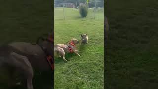 Video preview image #1 Mountain Cur-Unknown Mix Puppy For Sale in Westwood, NJ, USA