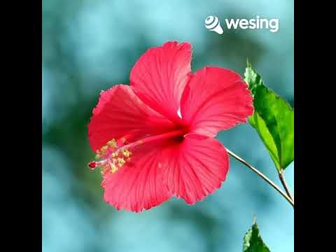 ramin masidin langad kud molohing. (cover by Edin's)