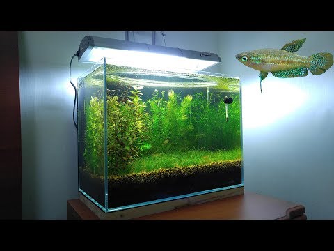 3 Months Update - New Fish (Sparkling Gourami) No filter, No CO2, NO Ferts 5 Gallon Nano Tank Video
