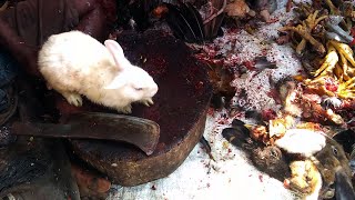 Live White Rabbit Cutting & Chopping in Indian Meat Market