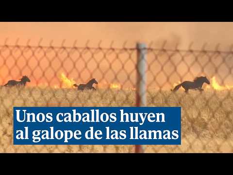 Uns cavalls fugen desesperadament de les flames a Grècia