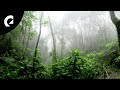 10 Hours of Nature Forest Sounds - Birds, Insects, Crickets 🌳🐦🦗