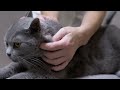 Cat Parasites Impact Humans Shocking Discovery