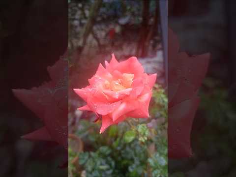 The Beauty of the Orange Rose | Stunning Flower Close-Up #viralvideo #youtubeshorts