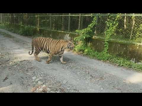 Inches away from a Tiger | Safari Park Adventure