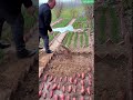Making Sweet Potato Seedlings – Step by Step #plants #shorts