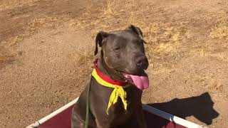Lovable Weimaraner/Pit mix up for adoption | Rhino