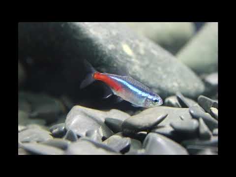 Fuckcops69 - Uskomaton kalareissu