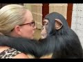 Chimpanzee Kissing A Lady Shorts Nature Lover