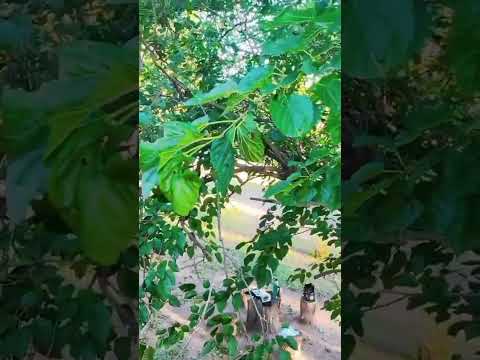 Las Chacras J.K. , San Luis , Argentina