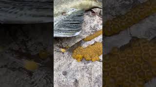 Download lagu Fish laying eggs mp3 Download lagu Fish laying eggs mp3