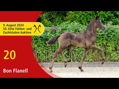 50th Elite Foal and Broodmare-Auction - Aug. 9th - No. 20 Bon Flanell by Bon Esprit - Grey Flanell