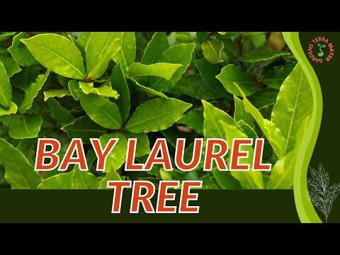 Lorbeerbaum: Wachstums-, Pflege- und Anbautipps! (Laurus nobilis)