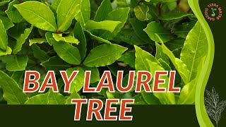 Bay Laurel Tree Growth, Growing and Care Tips! (companion planting, uses, origins)