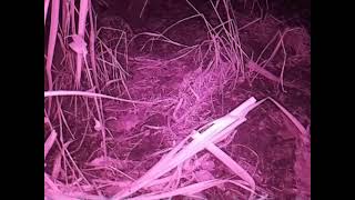 ダルマガエル観察ライブ20250908