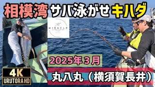 【相模湾キハダマグロ】 サバ泳がせ 冬の激ウマキハダを獲る 2025年3月 #106
